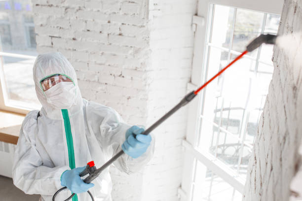 Reliable Ball Ground, GA Mold Removal Solutions