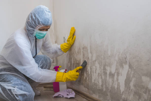 Best Mold Odor Removal Services  in Ball Ground, GA