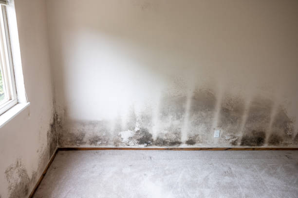 Mold Remediation for Rental Properties in Ball Ground, GA